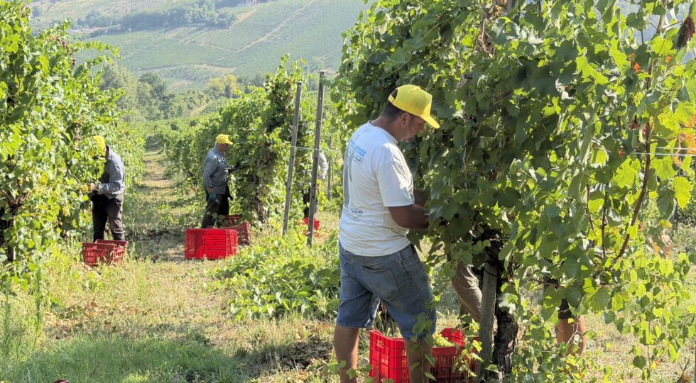 Vendemmia al via con dieci giorni di anticipo, si parte dall’Oltrepò Pavese
