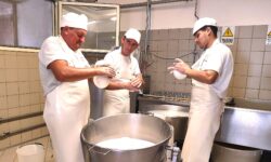 Da allevamento a caseificio aziendale per dare il giusto valore al latte di montagna. La rimonta (in controtendenza) dell'Altissimo Molise