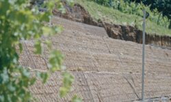 Pali intelligenti nei vigneti per prevenire le micro frane sulle colline del Prosecco