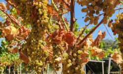 Vendemmia in Abruzzo, cali produttivi tra il 25 e il 40% in provincia di Chieti