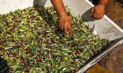I produttori olivicoli chiedono lo stato di crisi: “Il mercato rischia la paralisi”