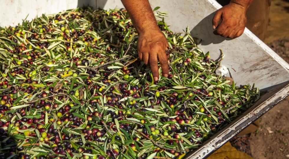 I produttori olivicoli chiedono lo stato di crisi: “Il mercato rischia la paralisi”