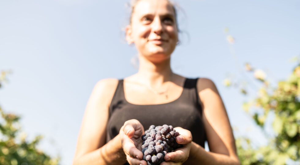 Alta Langa Docg, parte la vendemmia di Pinot Nero e Chardonnay. Attese ottime basi spumante