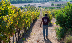 La raccolta degli autoctoni Niedderra e Vernaccia dà il via alla vendemmia di Contini