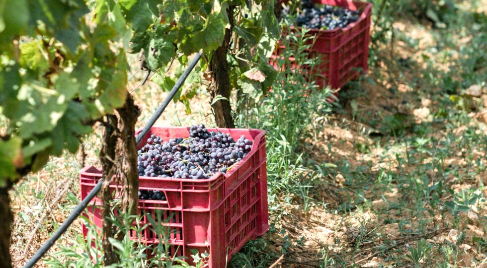 Santa Tresa e Cortese, vendemmia verso una contrazione quantitativa ma qualità intatta
