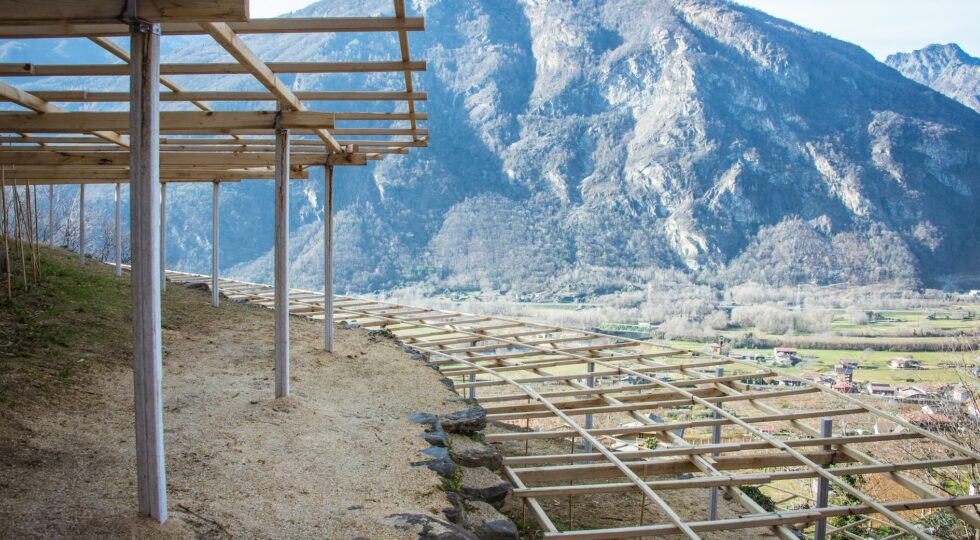 A Carema la Cantina produttori Nebbiolo recupera antico vigneto abbandonato
