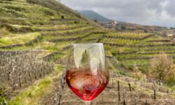 Per l’Etna Doc una crescita record: in tredici anni certificazioni +711%