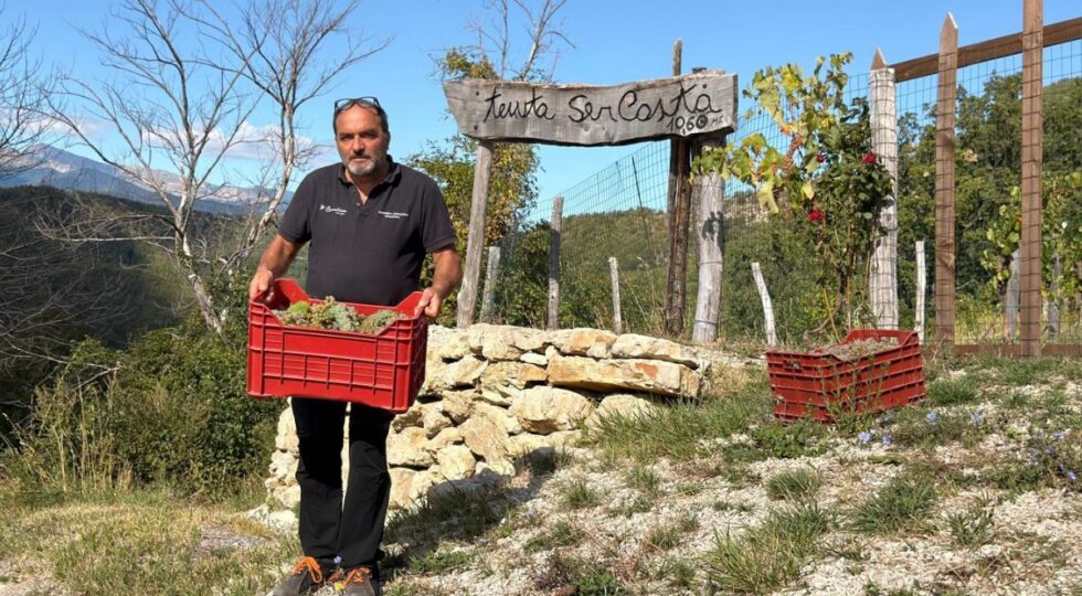 Il Pecorino d’alta quota che sfida il clima: nel Teramano la vigna cresce fino a 1.030 metri