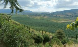 Quattro giovani chef per il Ficodindia di San Cono: alla 40esima Sagra la sfida di “Spine di Gusto”