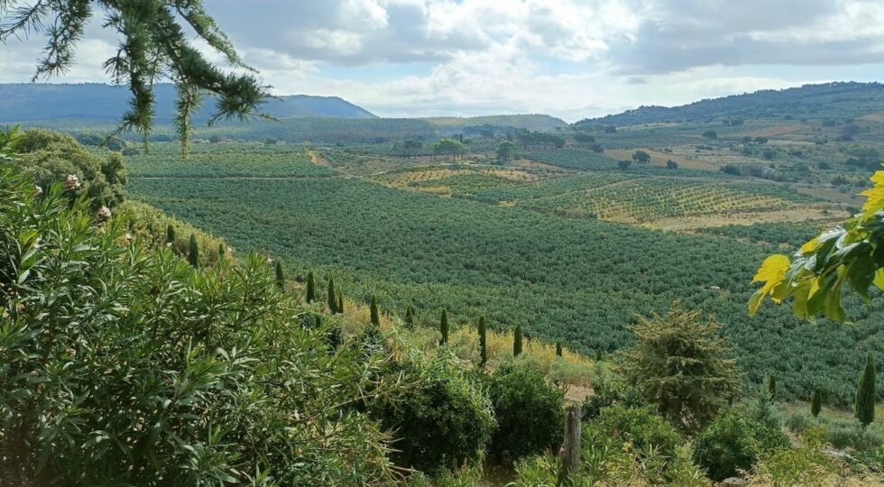 Quattro giovani chef per il Ficodindia di San Cono: alla 40esima Sagra la sfida di “Spine di Gusto”