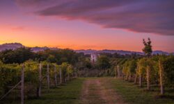 Dalla culla del riso ai vigneti del Supervulcano: un viaggio nell’Alto Piemonte tra gusto, paesaggio e cultura