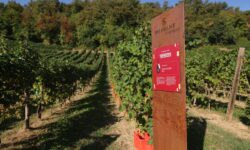 Vendemmia solidale, alla cantina Le Manzane raccolti 78 quintali di uva per Il Filo di Simo