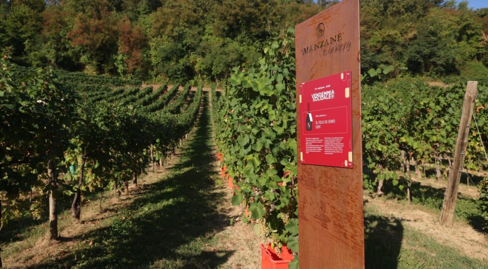 Vendemmia solidale, alla cantina Le Manzane raccolti 78 quintali di uva per Il Filo di Simo