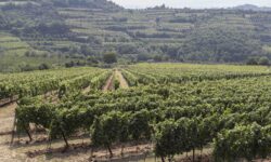 La vendemmia da Vitevis: monitoraggio a infrarossi e prenotazione dei conferimenti tramite app