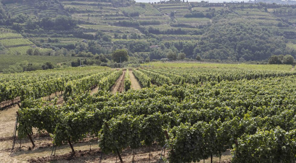 La vendemmia da Vitevis: monitoraggio a infrarossi e prenotazione dei conferimenti tramite app