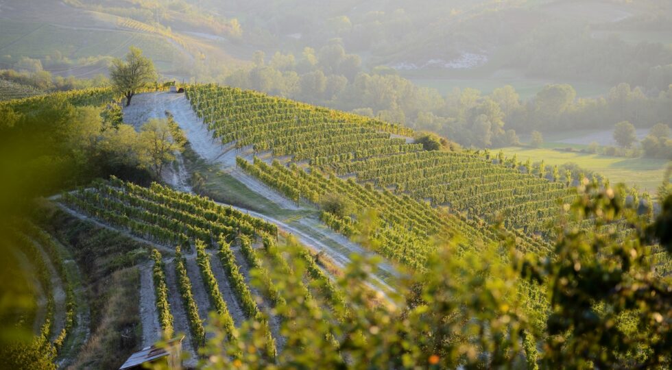 Oro Eroico: dalle vigne estreme della Liguria, un paesaggio da vivere e degustare