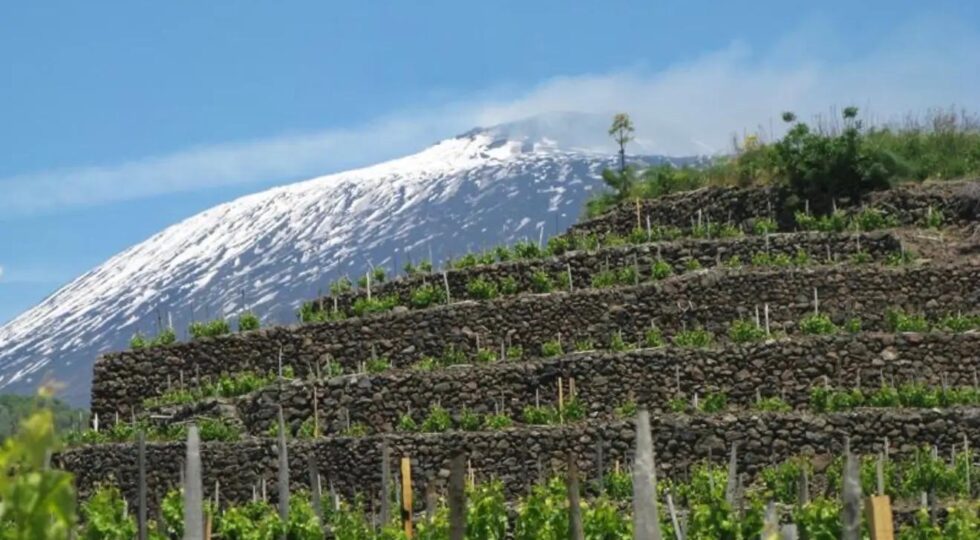 Etna, il futuro del vino tra mercati internazionali, nuove generazioni e realtà virtuale