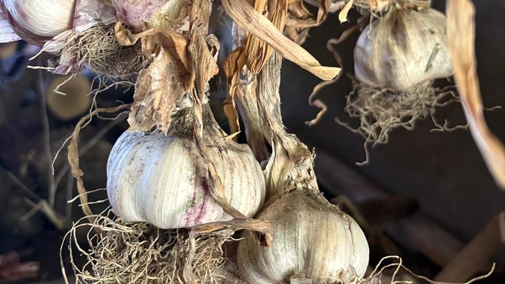 L’aglio rosa di Nicastro è un nuovo Presidio Slow Food, da mangiare crudo e conosciuto fin dai tempi dei Borboni