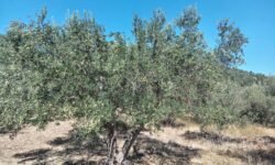 Campagna olearia, in Valle Peligna le cultivar autoctone Rustica e Gentile resistono a caldo e siccità