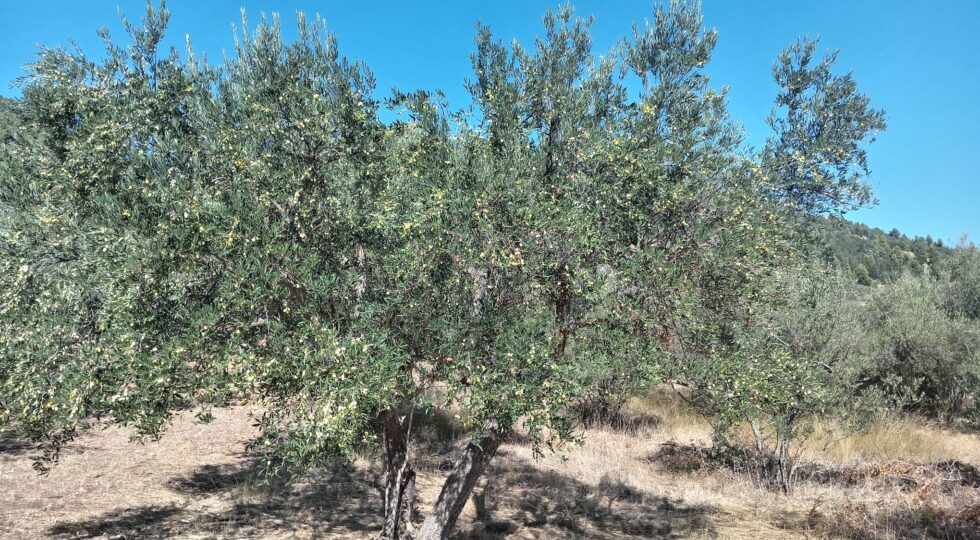 Campagna olearia, in Valle Peligna le cultivar autoctone Rustica e Gentile resistono a caldo e siccità